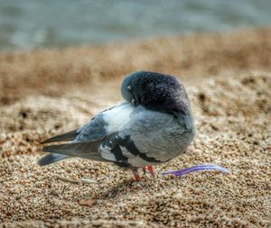 Close-up of bird perching on sand at beach