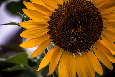 Close-up of sunflower