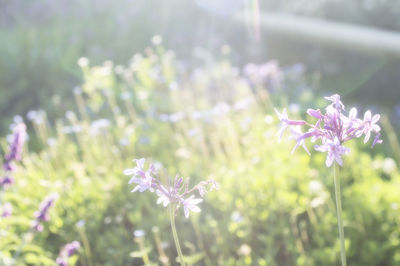 Close-up of pink flowers