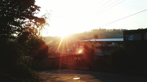 Sun shining through trees