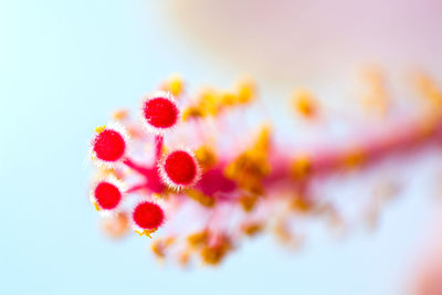 Close-up of flowers against blurred background