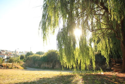 Trees on field against clear sky