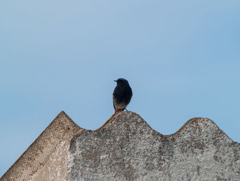 Low angle view of bird perching on roof against clear sky