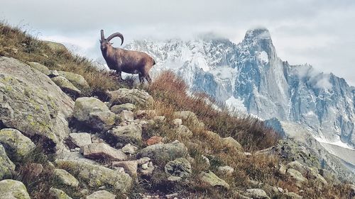 View of ibex on rock against sky