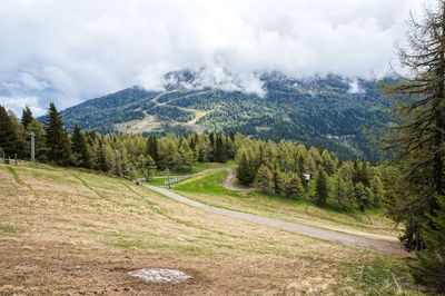 Scenic view of pine trees against sky