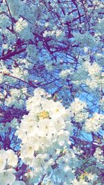 Full frame shot of flowers