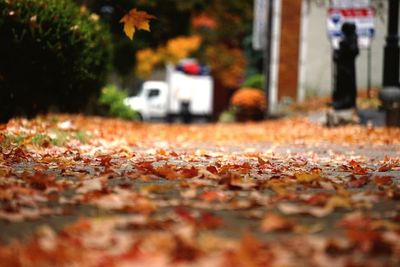 Close-up of fallen dry leaves on street
