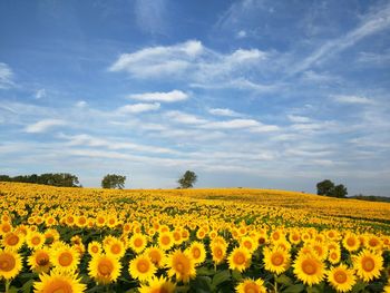 Close-up of yellow flowers in field