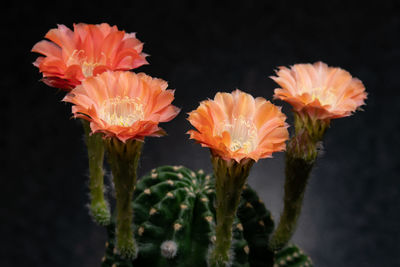 Close-up of orange flowers against black background