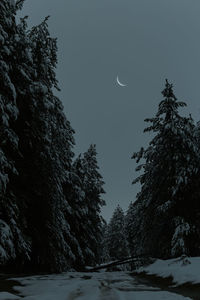 Trees on snow covered land against sky at night