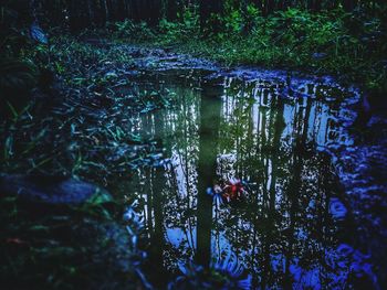 Scenic view of lake in forest