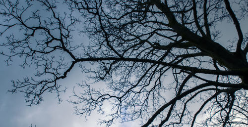 Low angle view of bare trees against sky