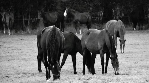 Horses grazing on field