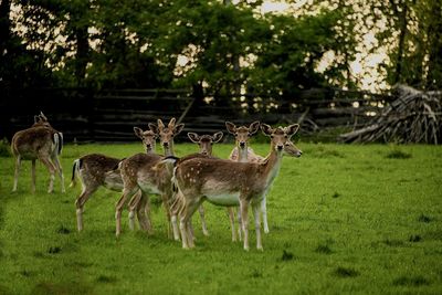 Deer on grassy field