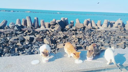 Dogs on beach against blue sky