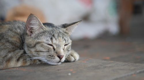 Close-up portrait of cat relaxing on floor