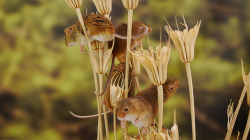 Close-up of wilted flowers