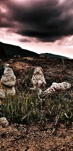 View of animal skull on rock