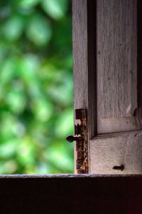 Close-up of bird on wooden door