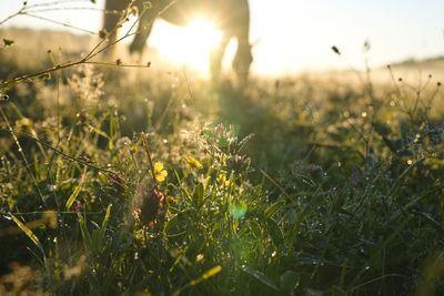 Close-up of flowering plants on field