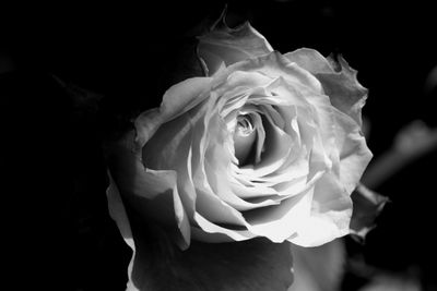 Close-up of fresh rose blooming outdoors