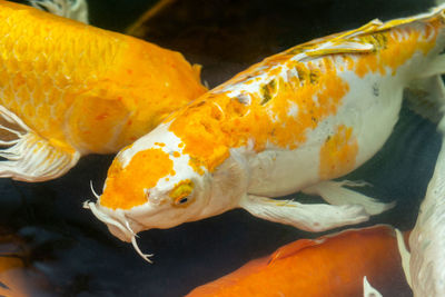 Close-up of fish in sea