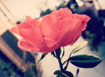 Close-up of red rose