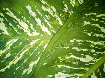 Full frame shot of green leaves