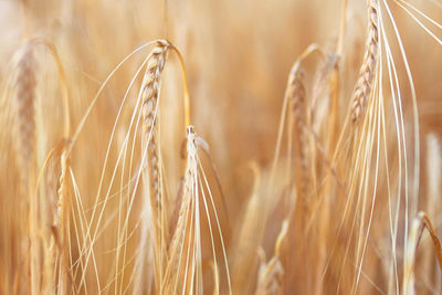 Sunny golden wheat field, ears of wheat close up background