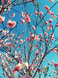 Low angle view of cherry blossoms against sky