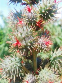 Close-up of pine tree