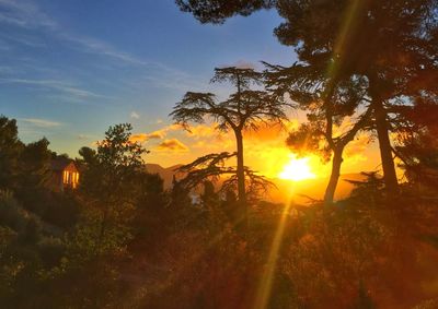 Sun shining through trees