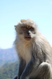 Close-up of monkey sitting against sky