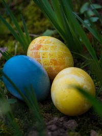 Close-up of oranges on field