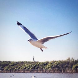 Seagull flying over white background