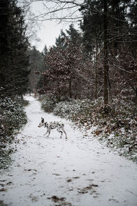 Dogs walking in forest