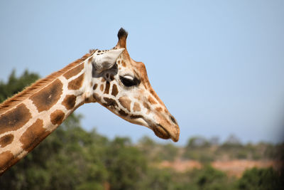 Close-up of giraffe