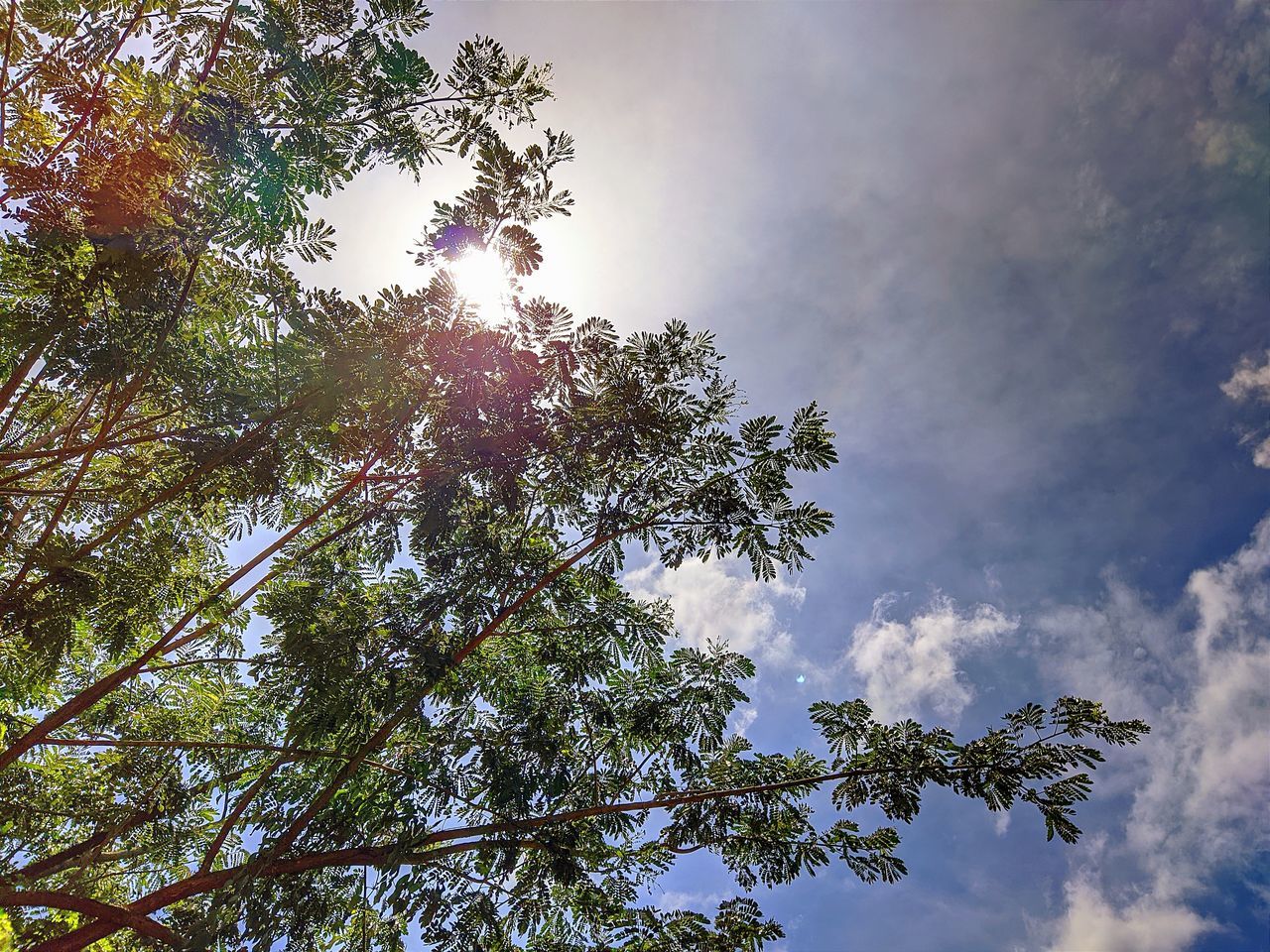 tree, plant, sky, nature, sunlight, cloud, low angle view, leaf, beauty in nature, branch, flower, growth, tranquility, no people, outdoors, sunbeam, environment, day, scenics - nature, sun, autumn, forest, plant part, pinaceae, coniferous tree, back lit, land