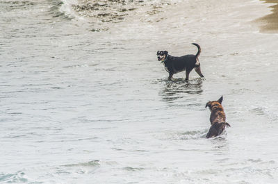 Dog standing in a sea