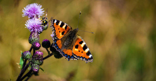 Close-up of butterfly pollinating on purple flower