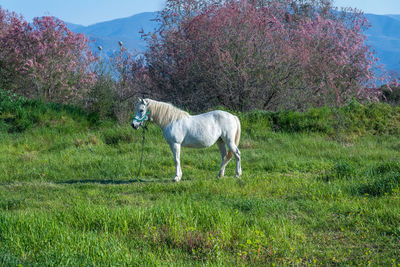 Horse in a field