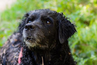 Close-up of dog looking away