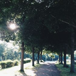 Road passing through trees at night