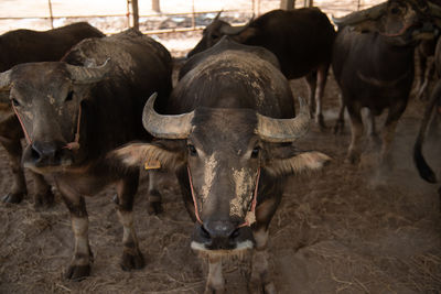 Buffalo standing on field