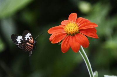 Close-up of butterfly perching on flower