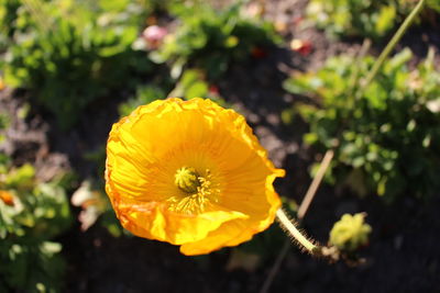 Close-up of yellow flowers