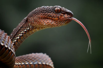 Close-up of snake