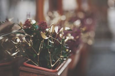 Close-up of potted plant