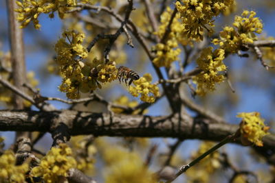 Close-up of bee pollinating flower