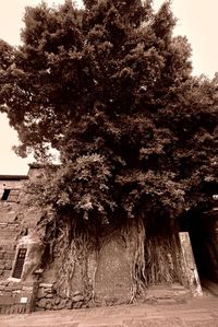 Tree by building against sky